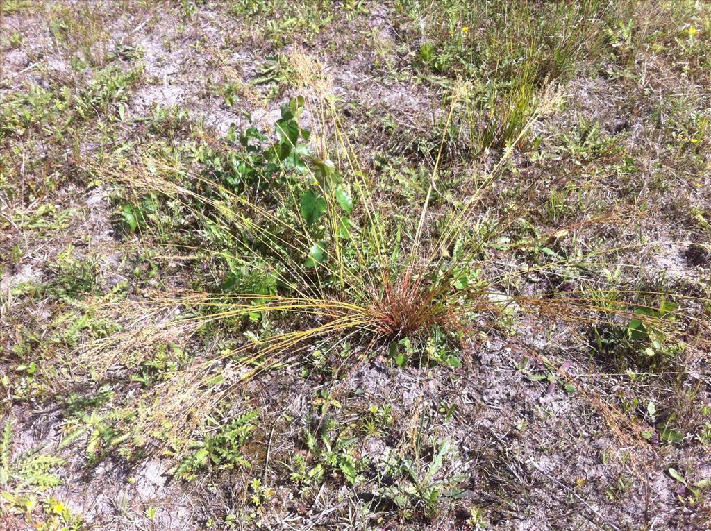 Juncus anthelatus (door Niels Eimers)