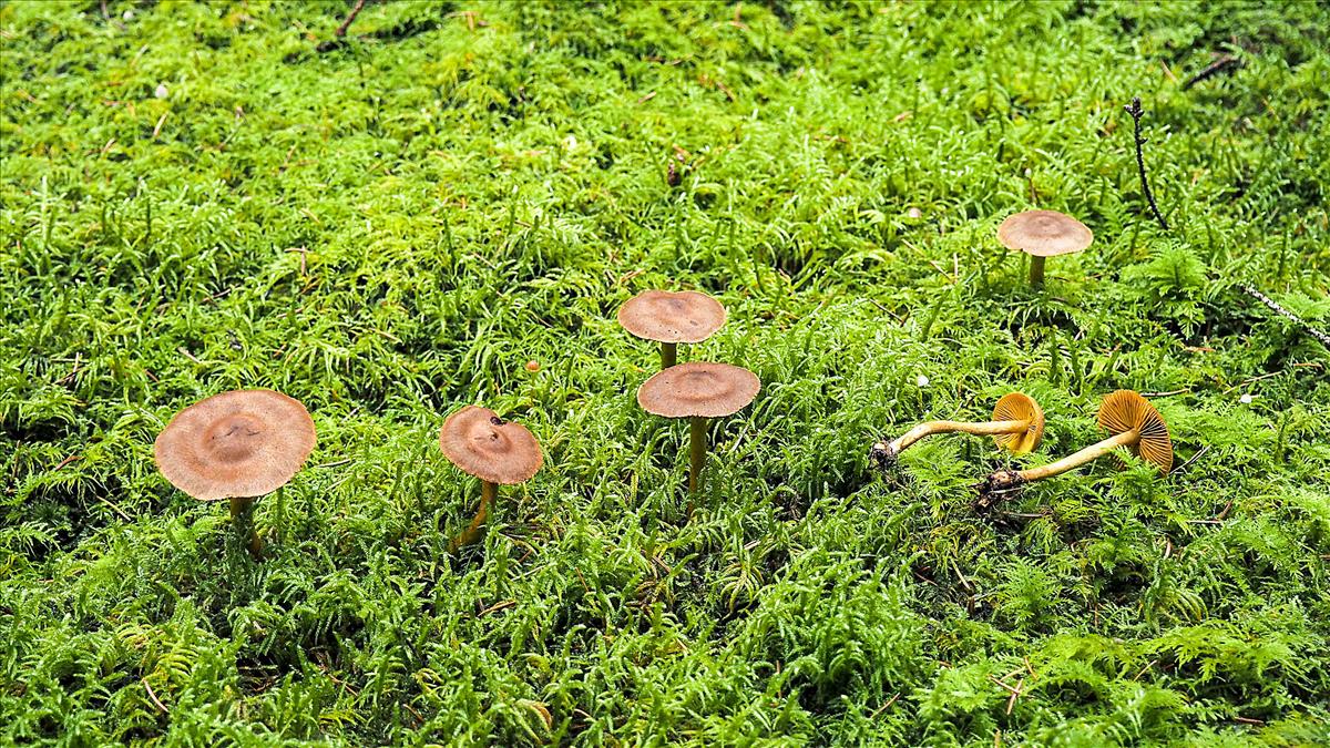 Cortinarius hadrocroceus (door Inge Somhorst)