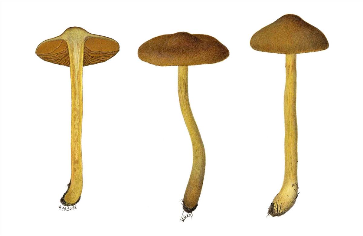 Cortinarius hadrocroceus (door Omer Van de Kerckhove)