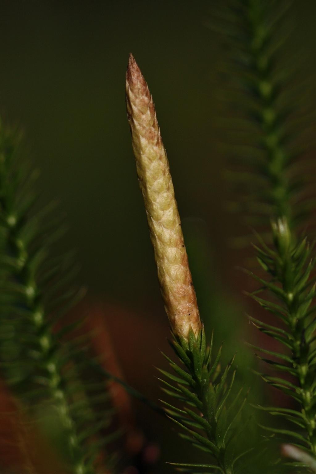 Spinulum annotinum (door Edwin de Weerd)