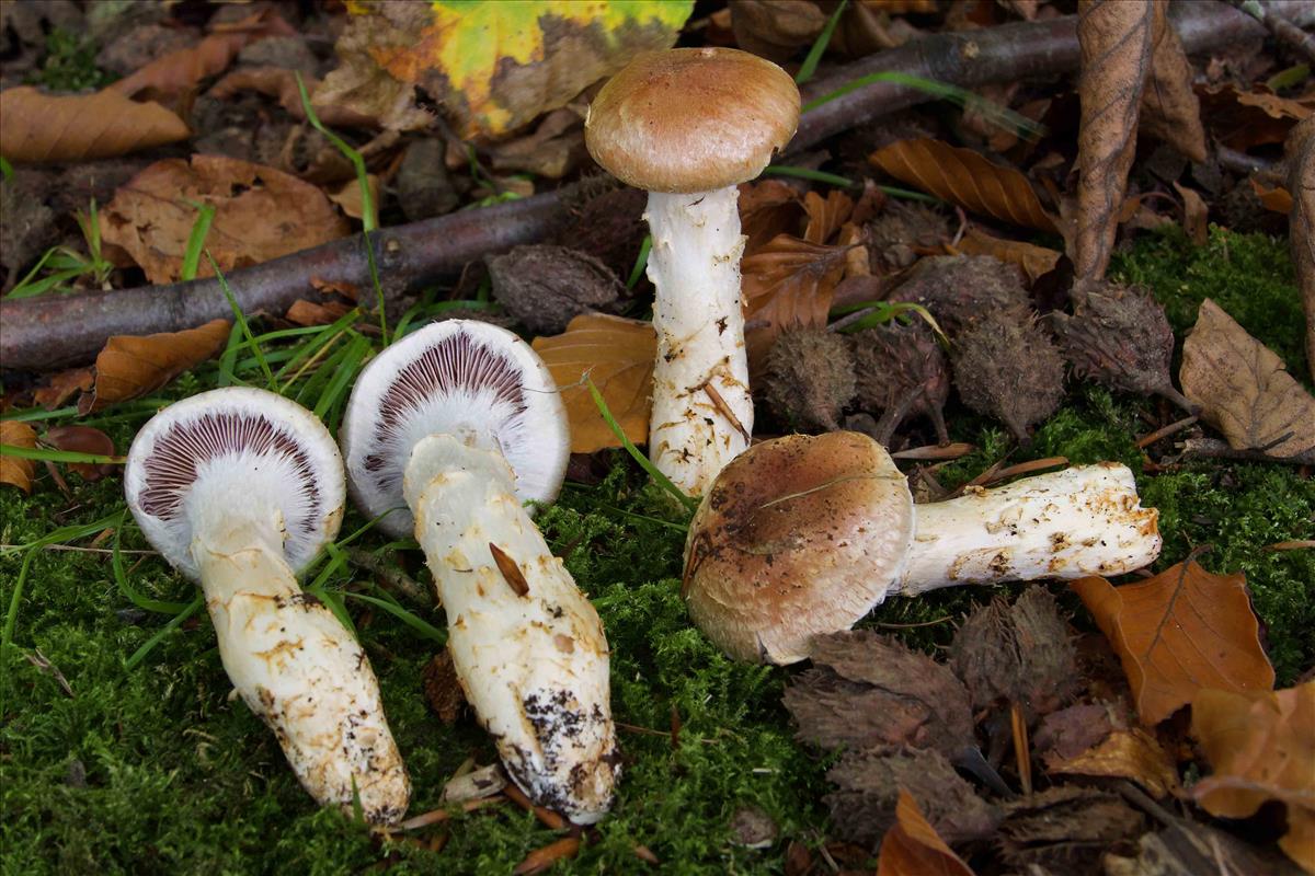 Cortinarius vulpinus (door Peter Verstraeten)