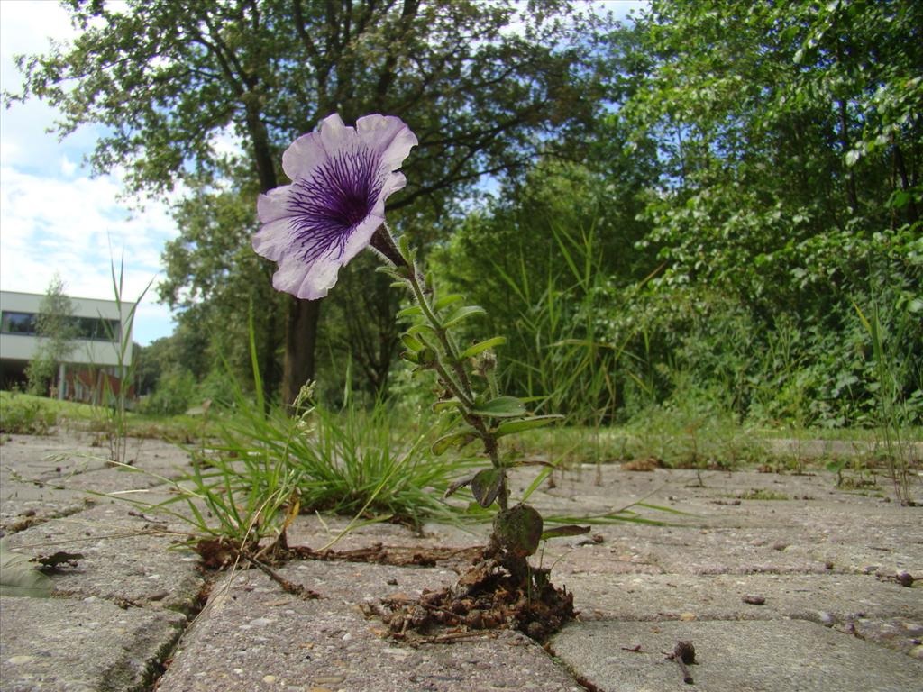 Petunia x punctata (door Joop Verburg)