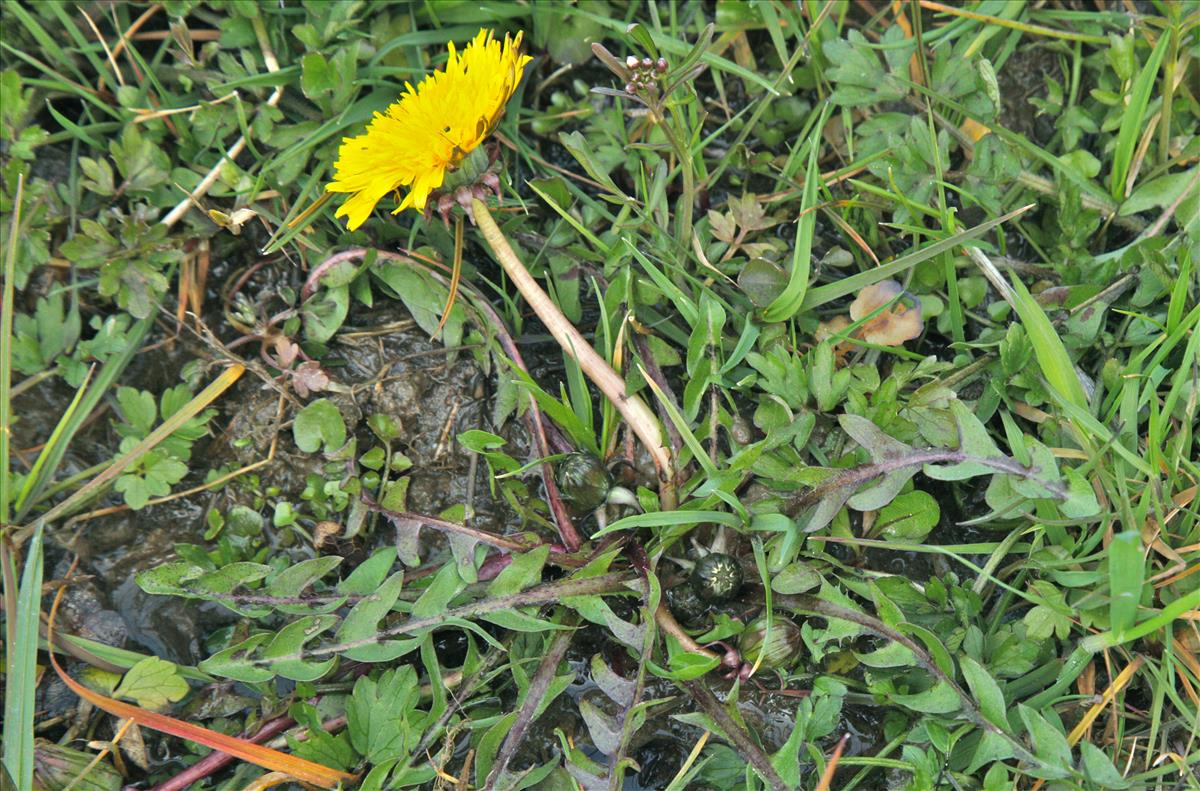 Taraxacum subditivum (door Jelle J. Hofstra)