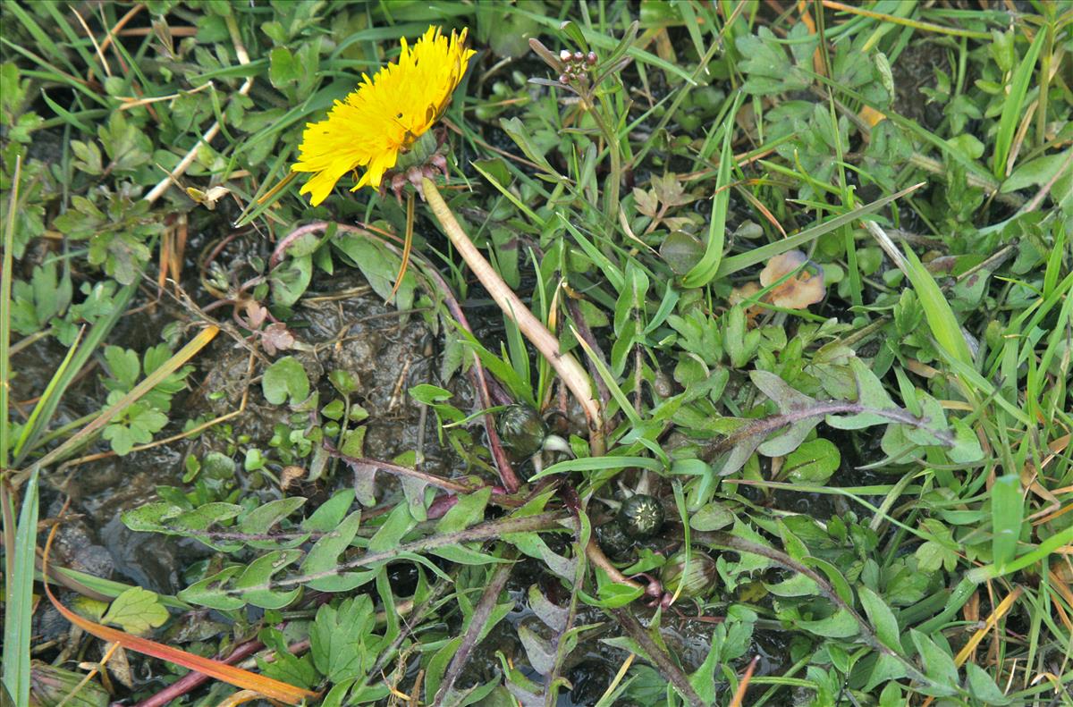 Taraxacum subditivum (door Jelle J. Hofstra)