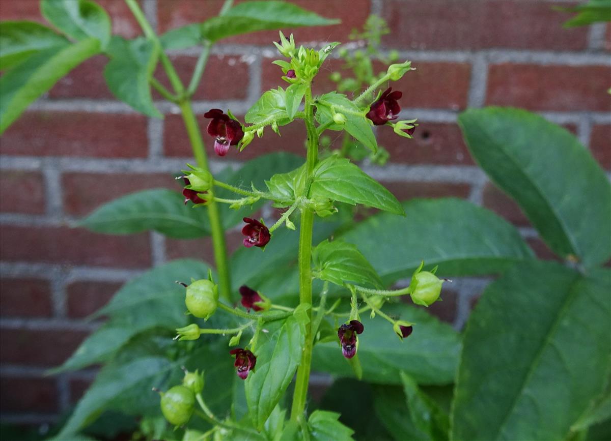 Scrophularia peregrina (door Jelle van Dijk)