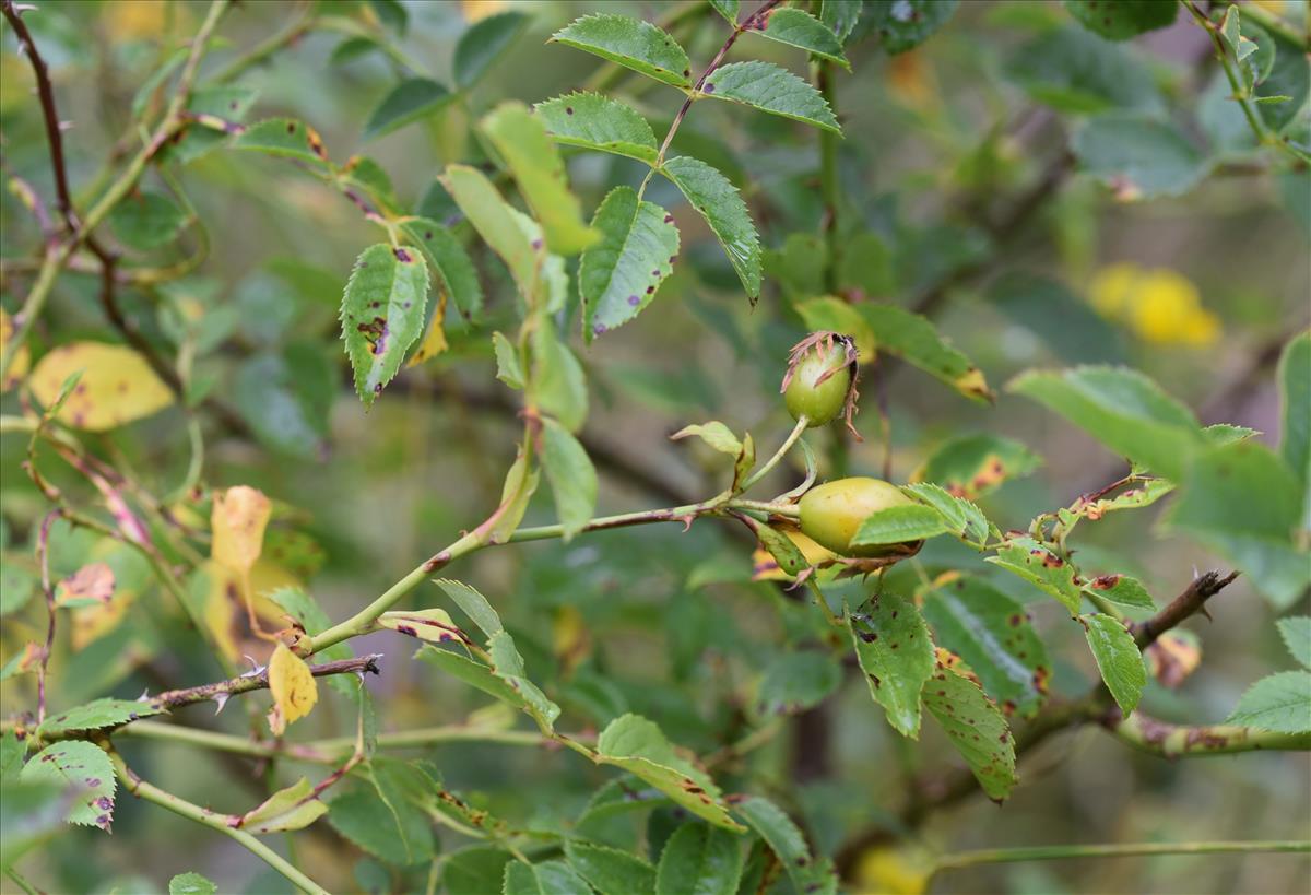 Rosa x nitidula (door Jan Klinckenberg)
