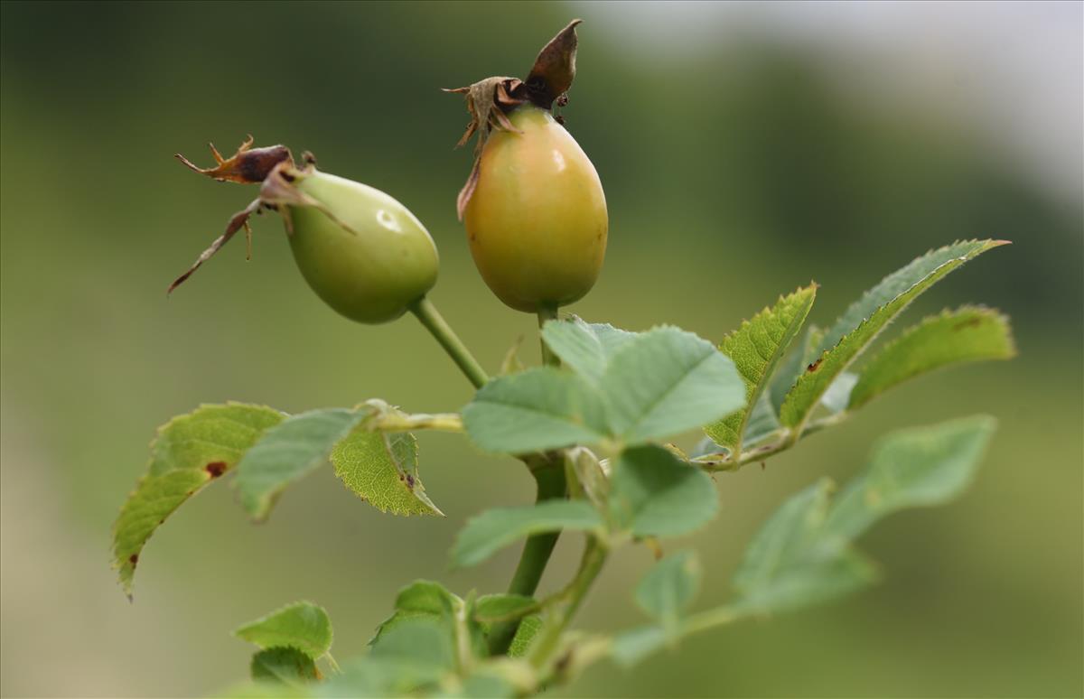 Rosa x subcollina (door Jan Klinckenberg)