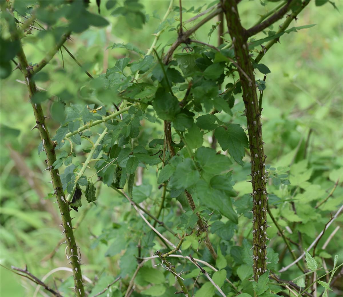 Rosa x subcollina (door Jan Klinckenberg)
