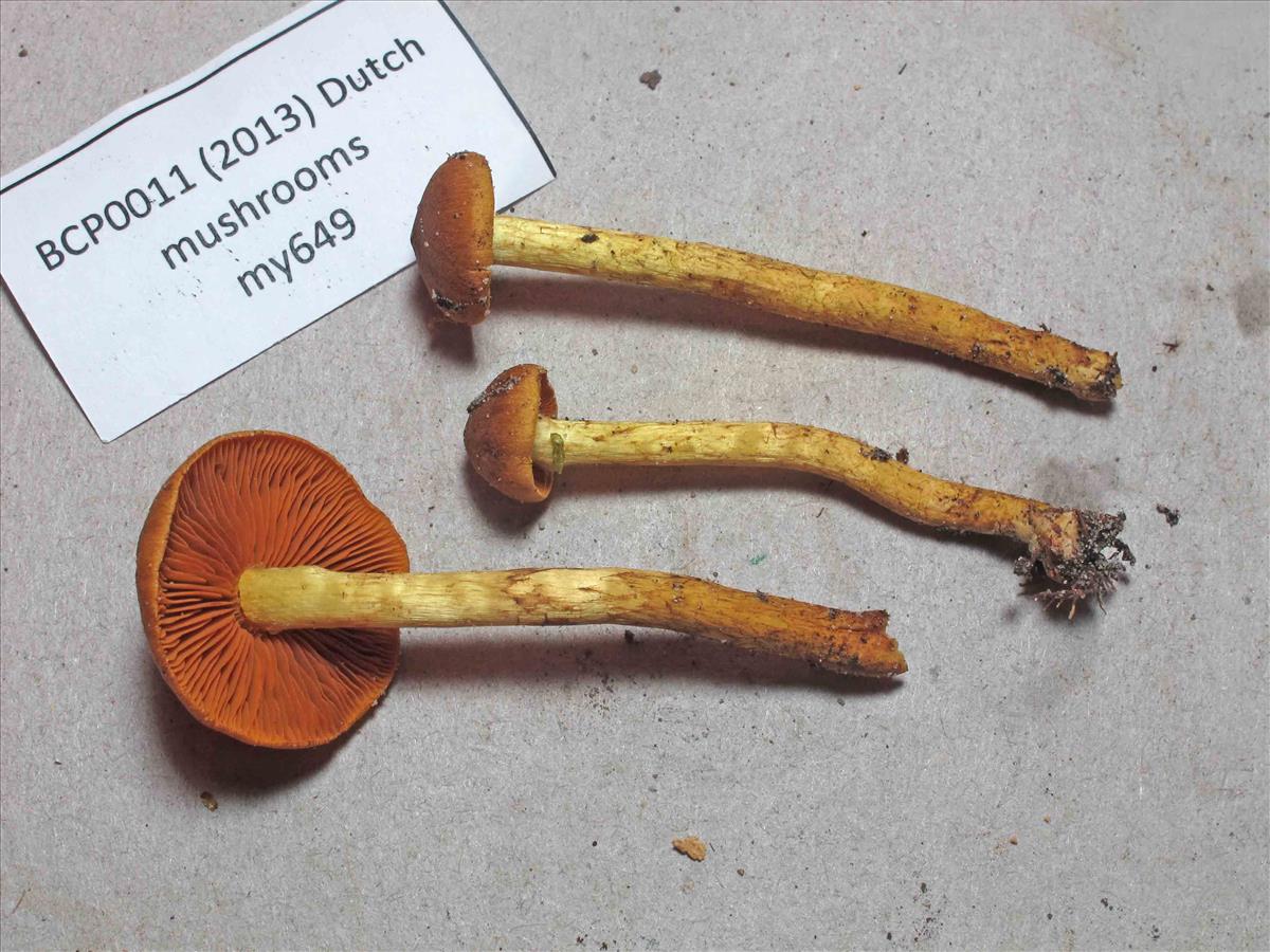 Cortinarius eleonorae (door NMV)