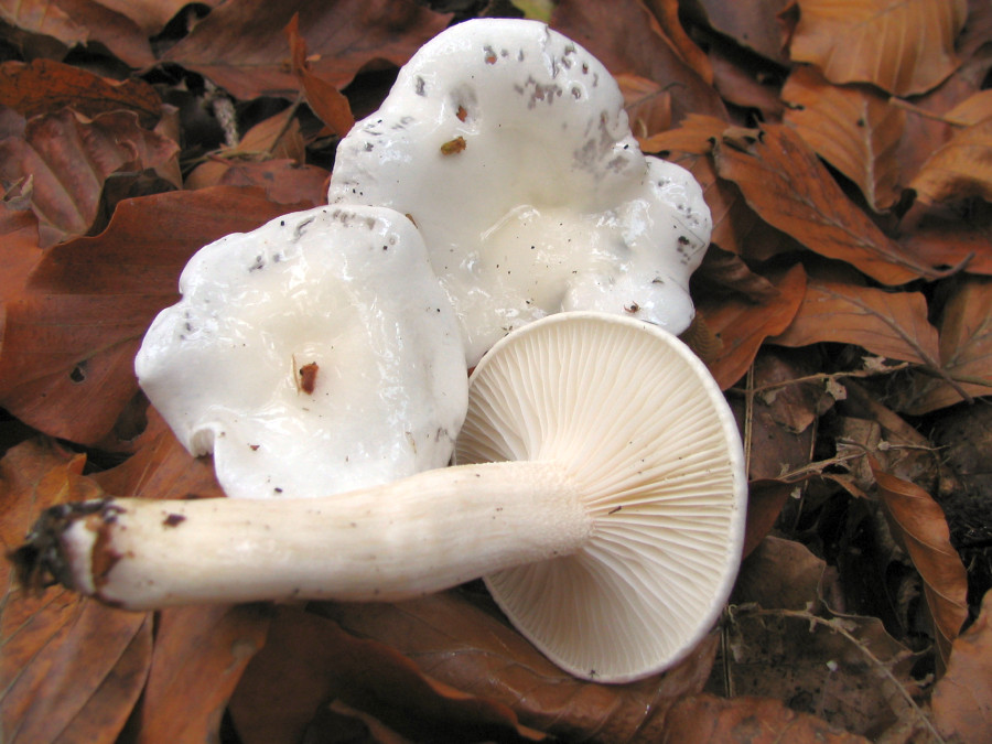 Hygrophorus eburneus (door Paul Coenenr)