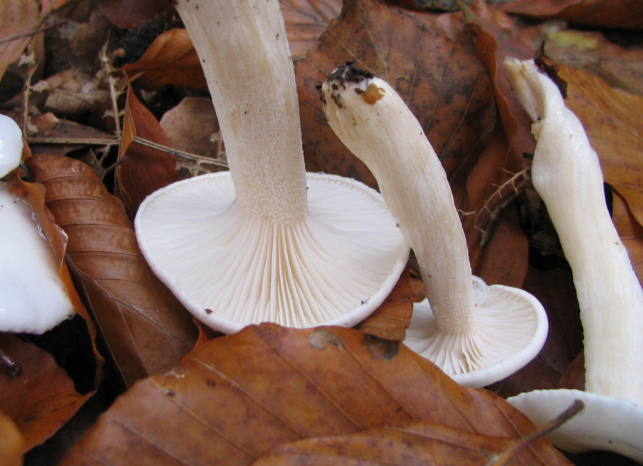 Hygrophorus eburneus (door Paul Coenenr)