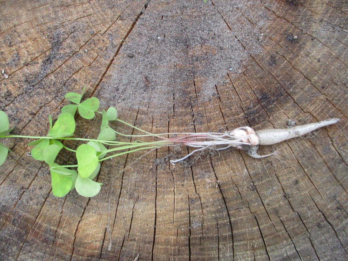 Oxalis debilis (door Toon Verrijdt)