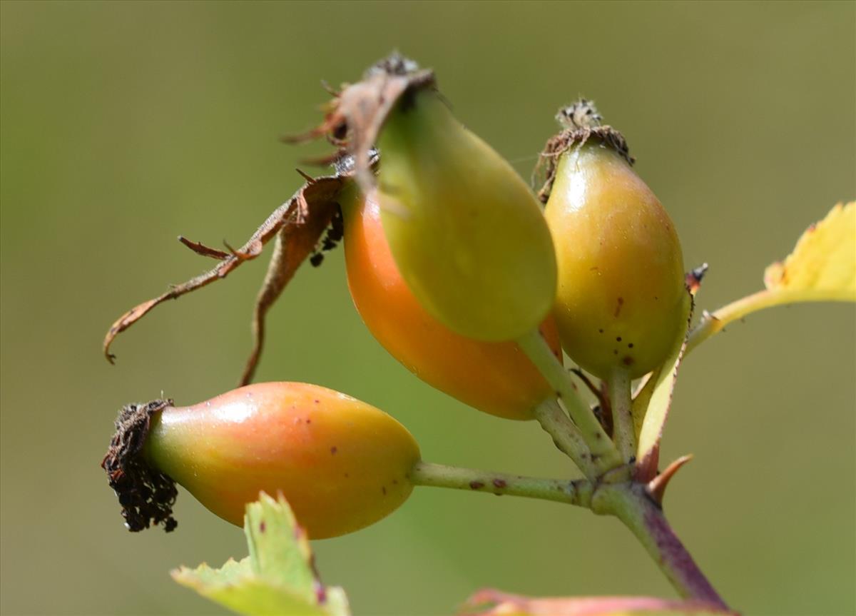 Rosa x insignis (door Jan Klinckenberg)