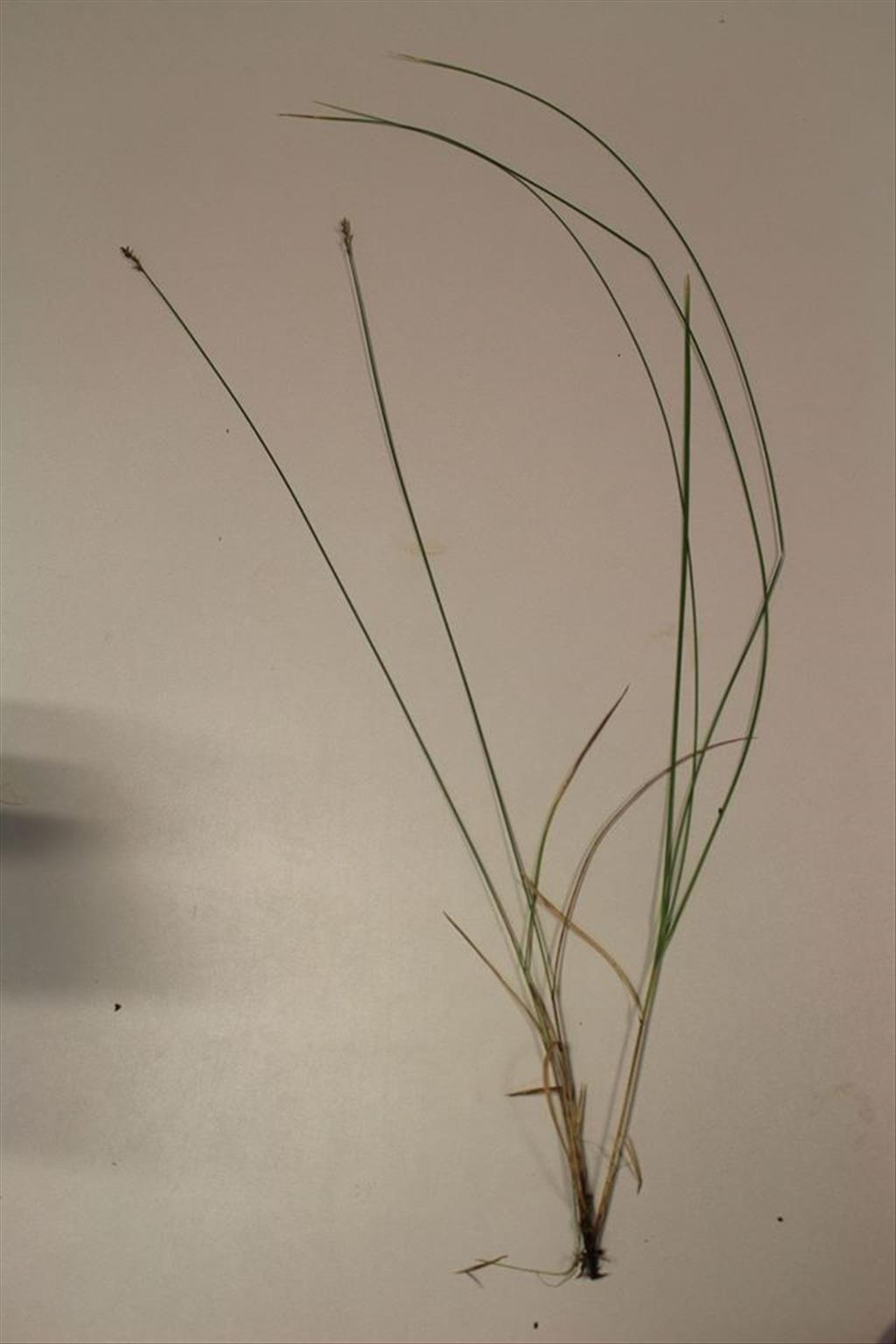 Carex brizoides (door Niels Eimers)