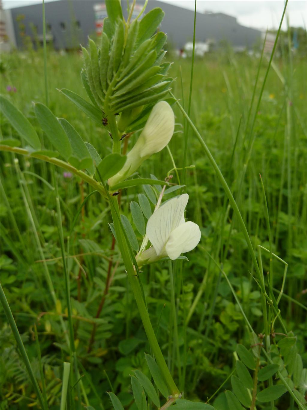 Vicia lutea (door Marian Baars)