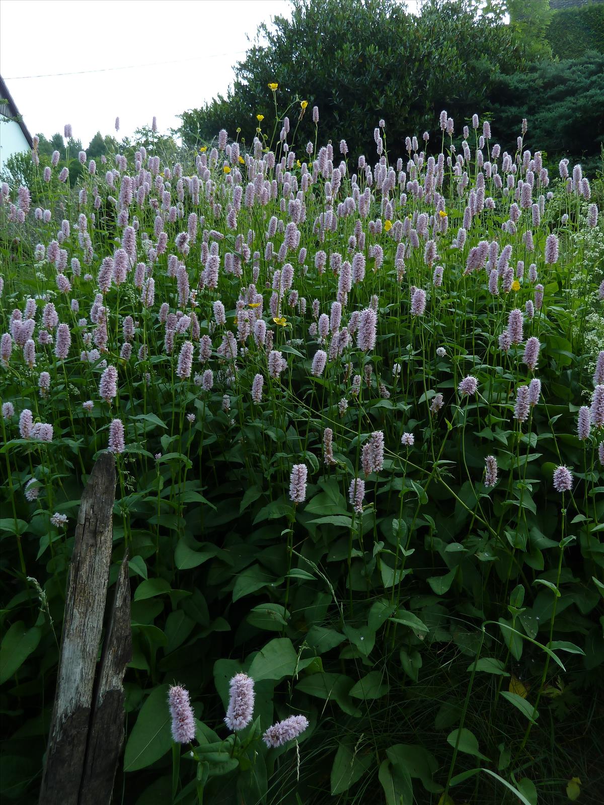 Persicaria bistorta (door Marian Baars)