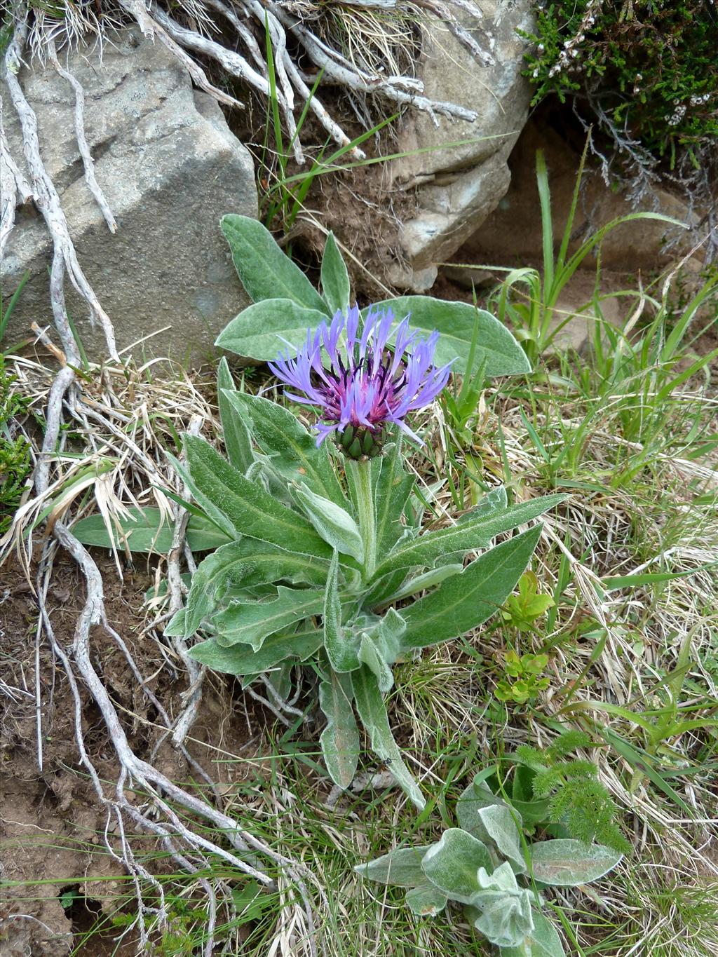 Centaurea montana (door Marian Baars)