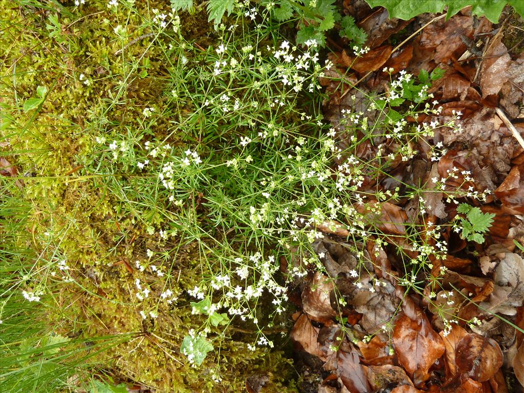 Galium pumilum (door Marian Baars)