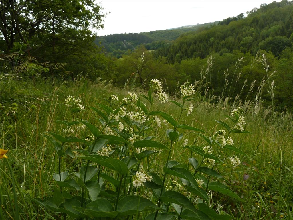 Vincetoxicum hirundinaria (door Marian Baars)