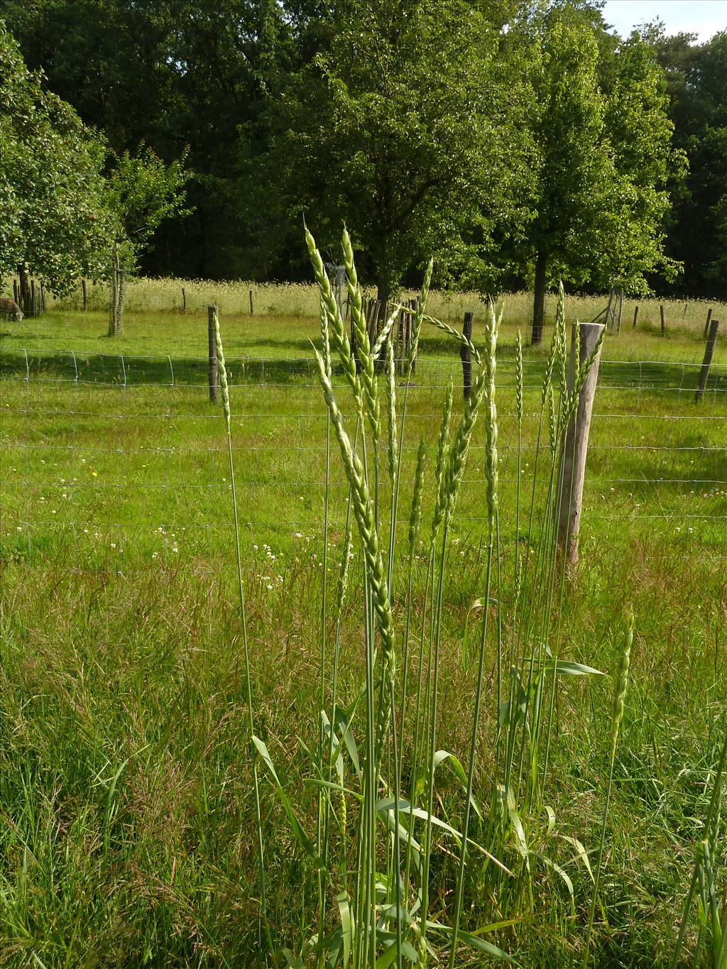 Triticum spelta (door Marian Baars)