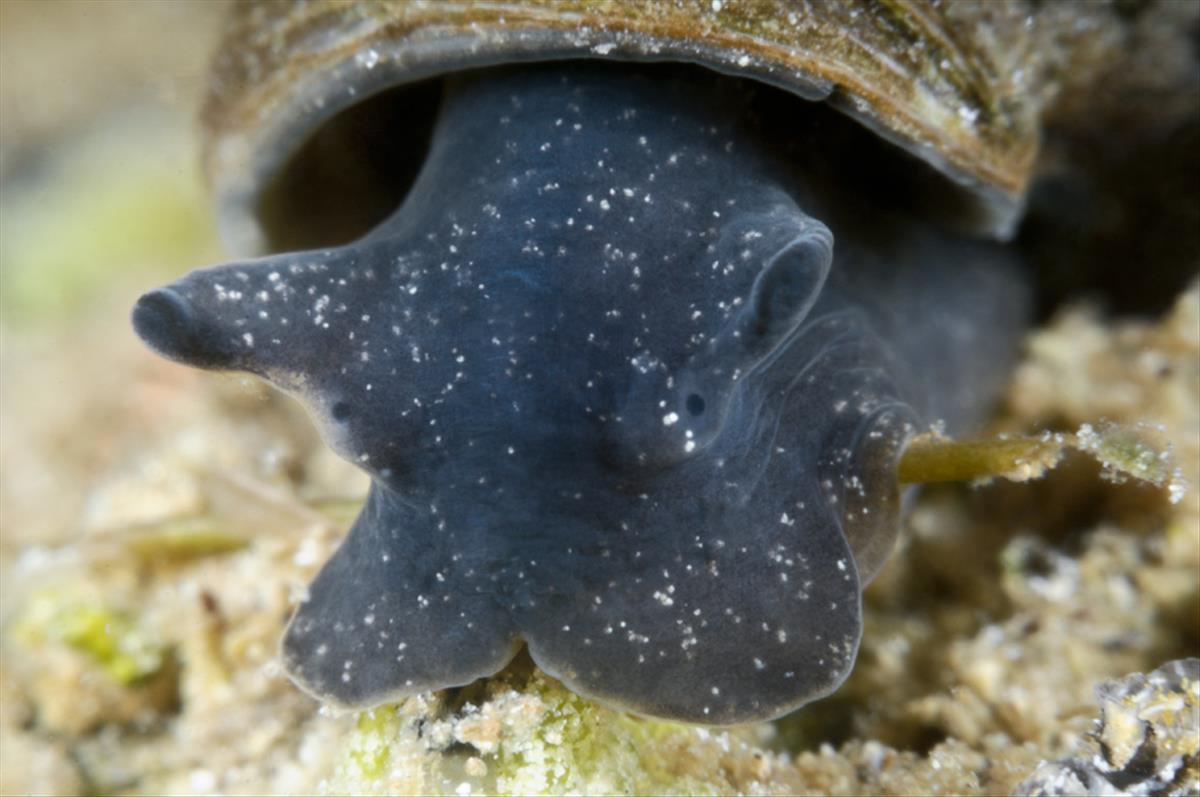 Stagnicola palustris (door Silvia Waajen)