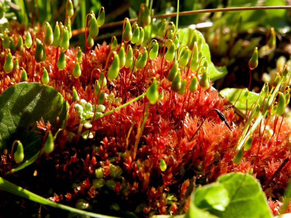 Bryum pallens (door Dick Haaksma)