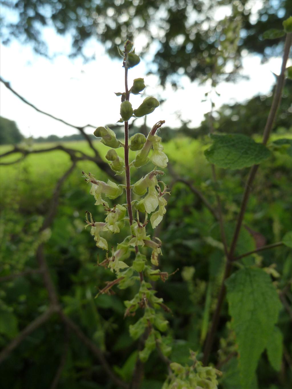 Teucrium scorodonia (door Marian Baars)