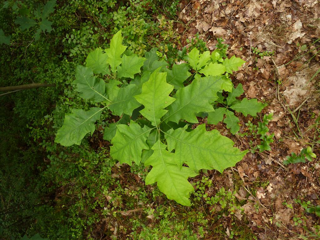 Quercus rubra (door Marian Baars)