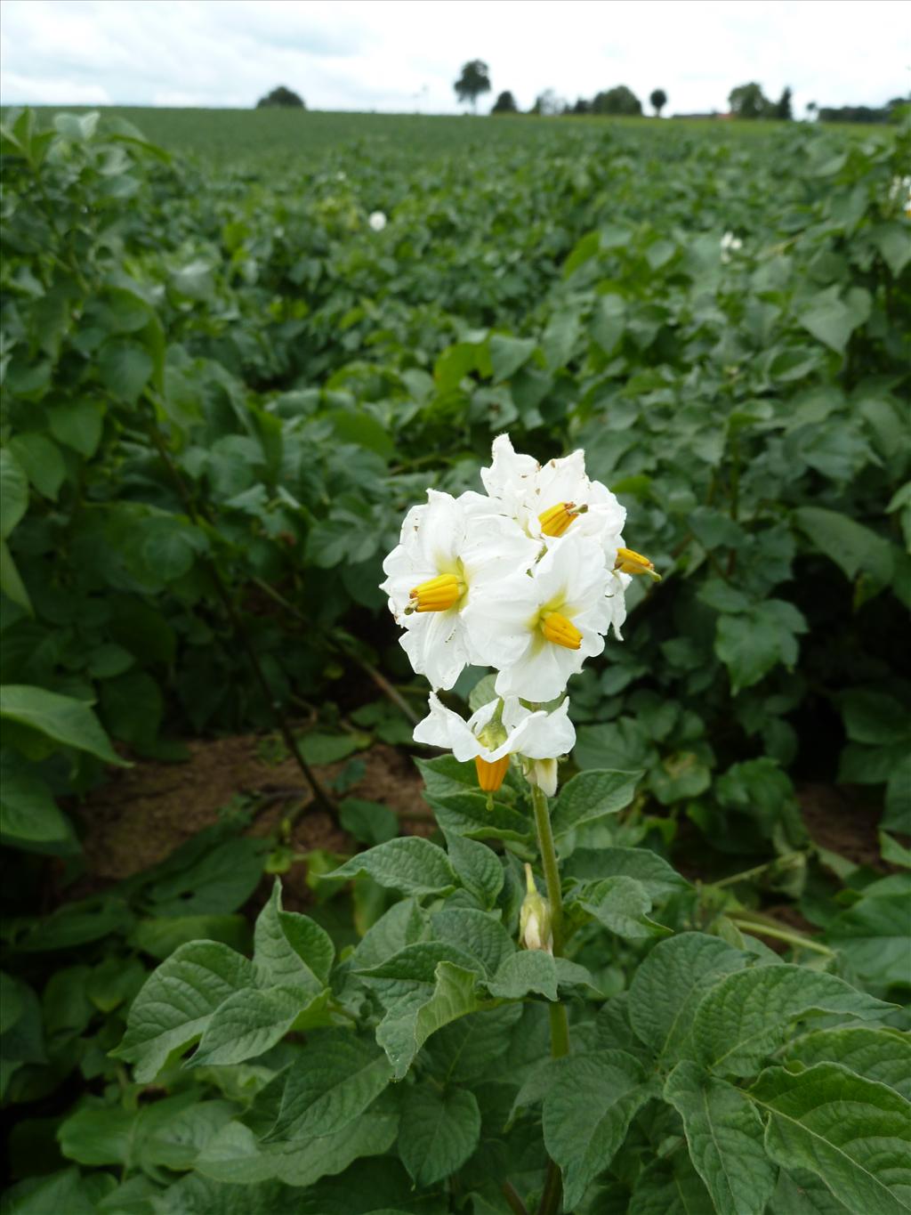 Solanum tuberosum (door Marian Baars)