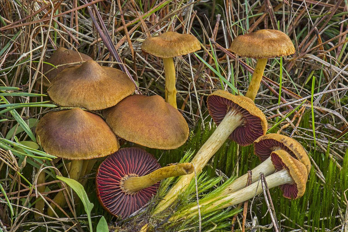 Cortinarius semisanguineus (door Nico Dam)