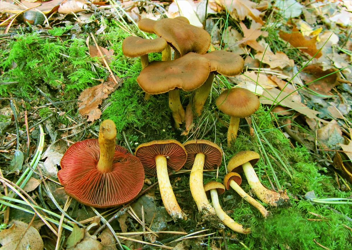 Cortinarius semisanguineus (door André de Haan)