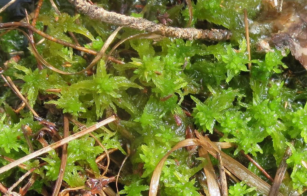 Sphagnum tenellum (door Koos van der Vaart)