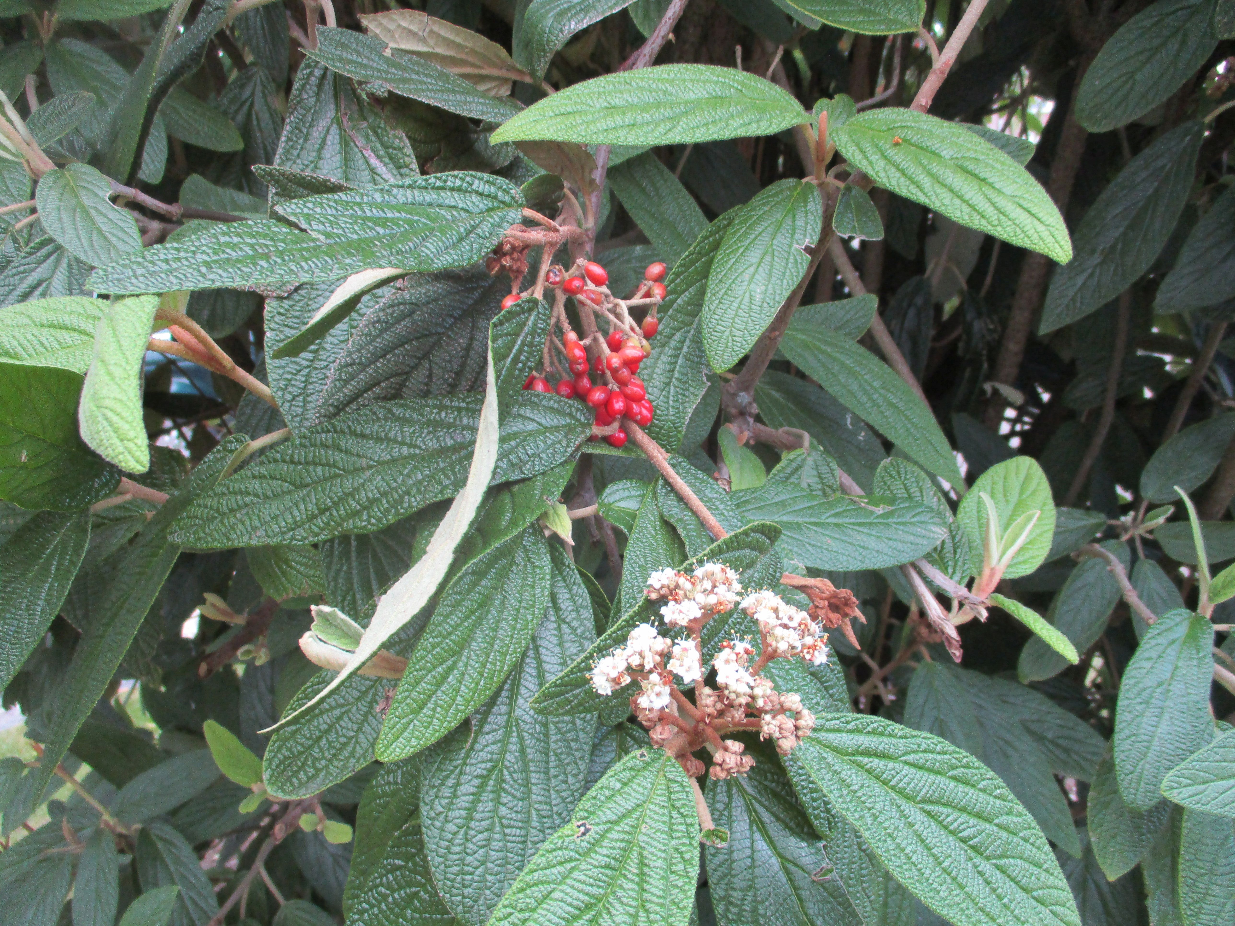 Viburnum rhytidophyllum (door Toon Verrijdt)