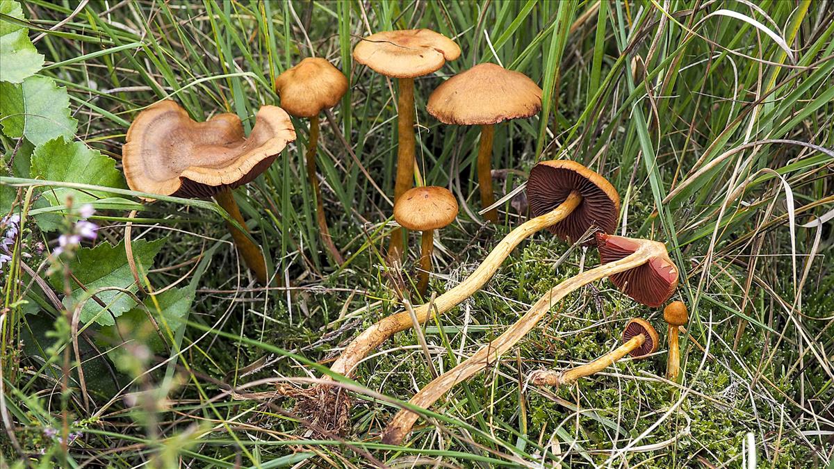 Cortinarius cruentiphyllus (door Inge Somhorst)