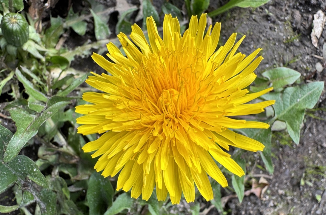 Taraxacum exacutum (door Jelle J. Hofstra)