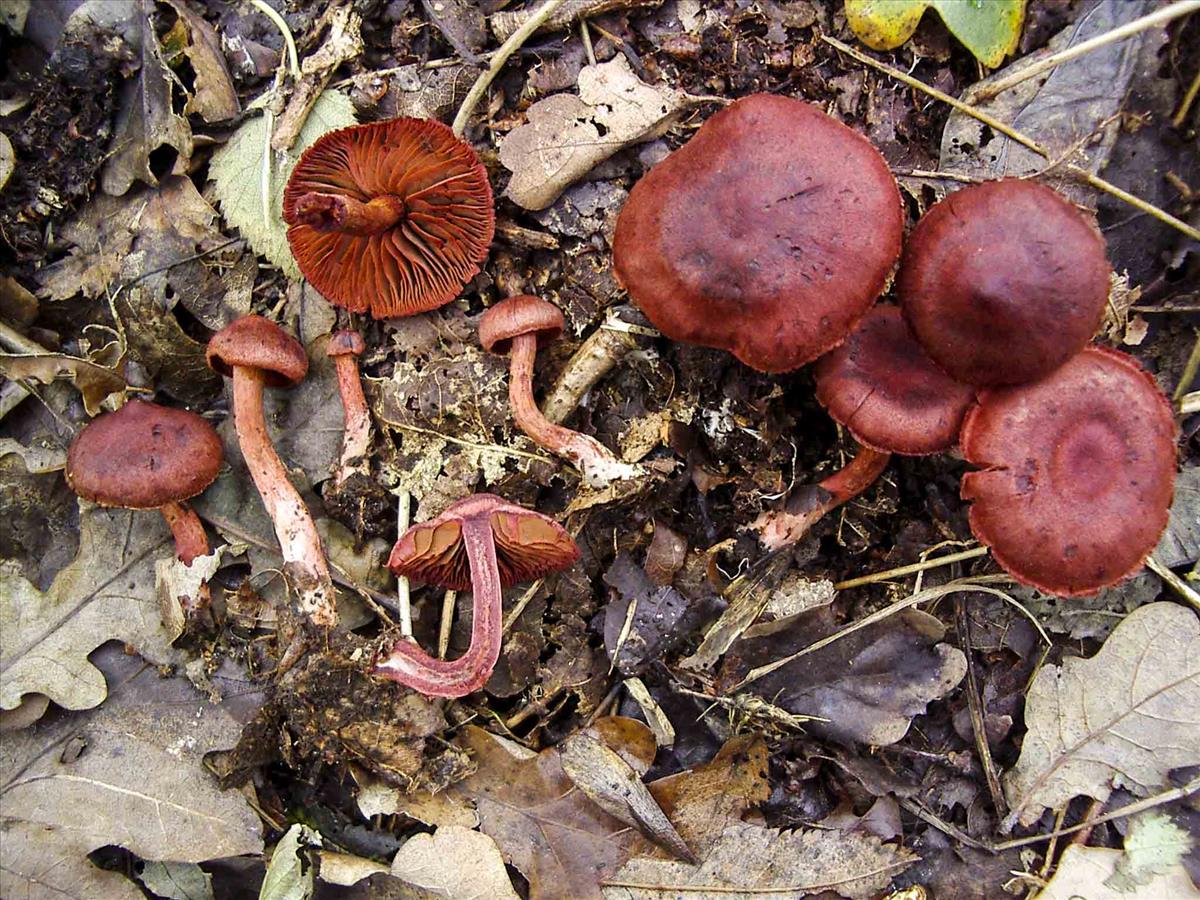 Cortinarius puniceus (door Cees Koelewijn)