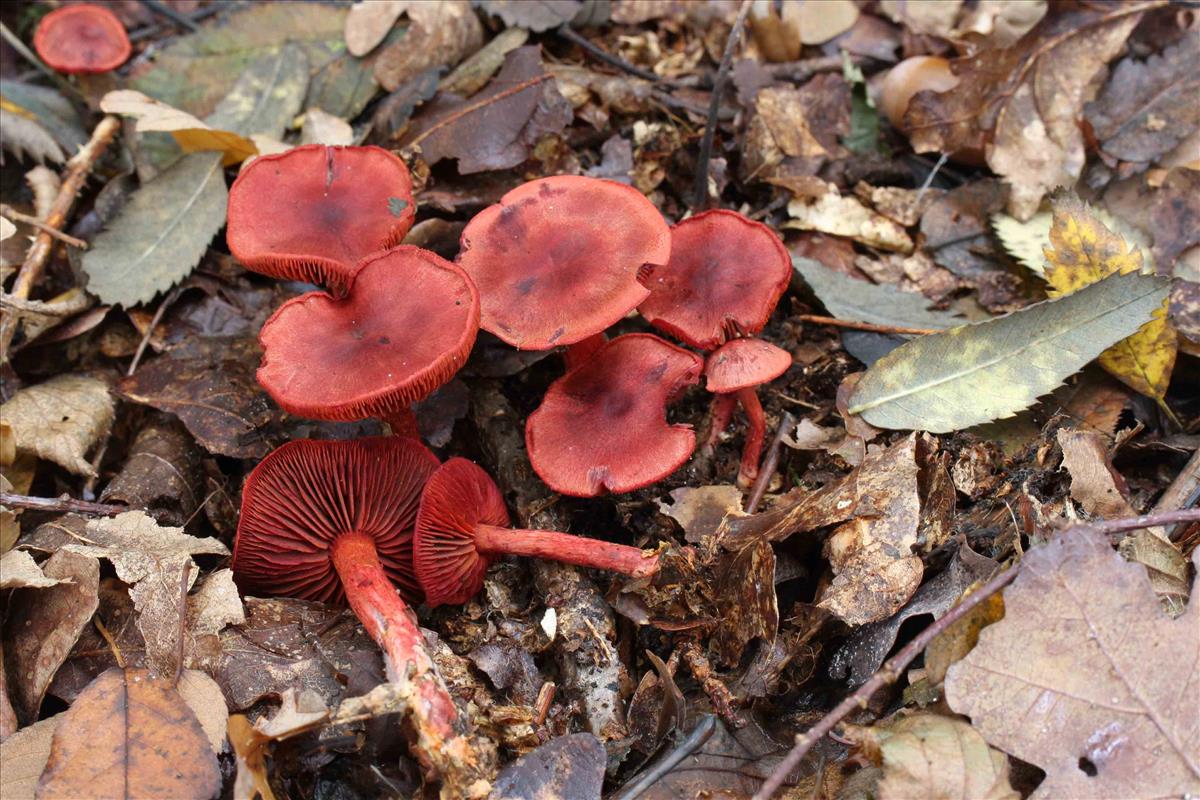 Cortinarius puniceus (door Martin Gotink)