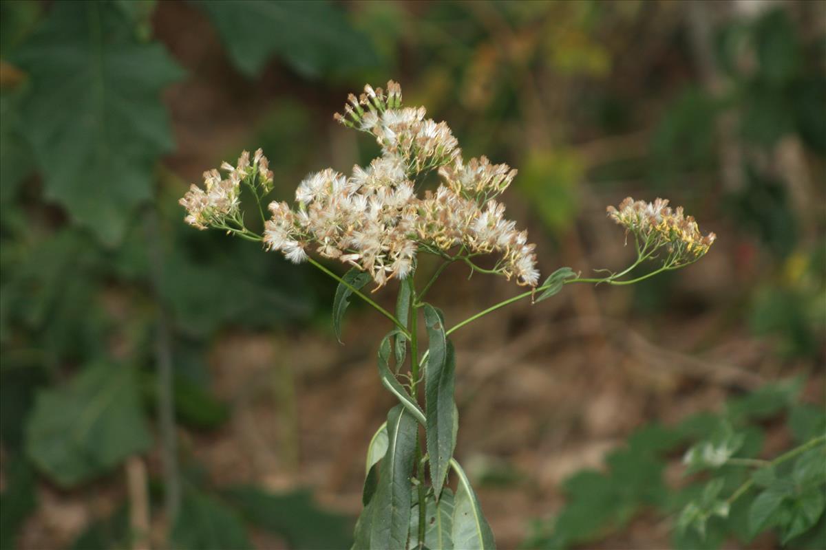 Senecio ovatus (door Toon Verrijdt)