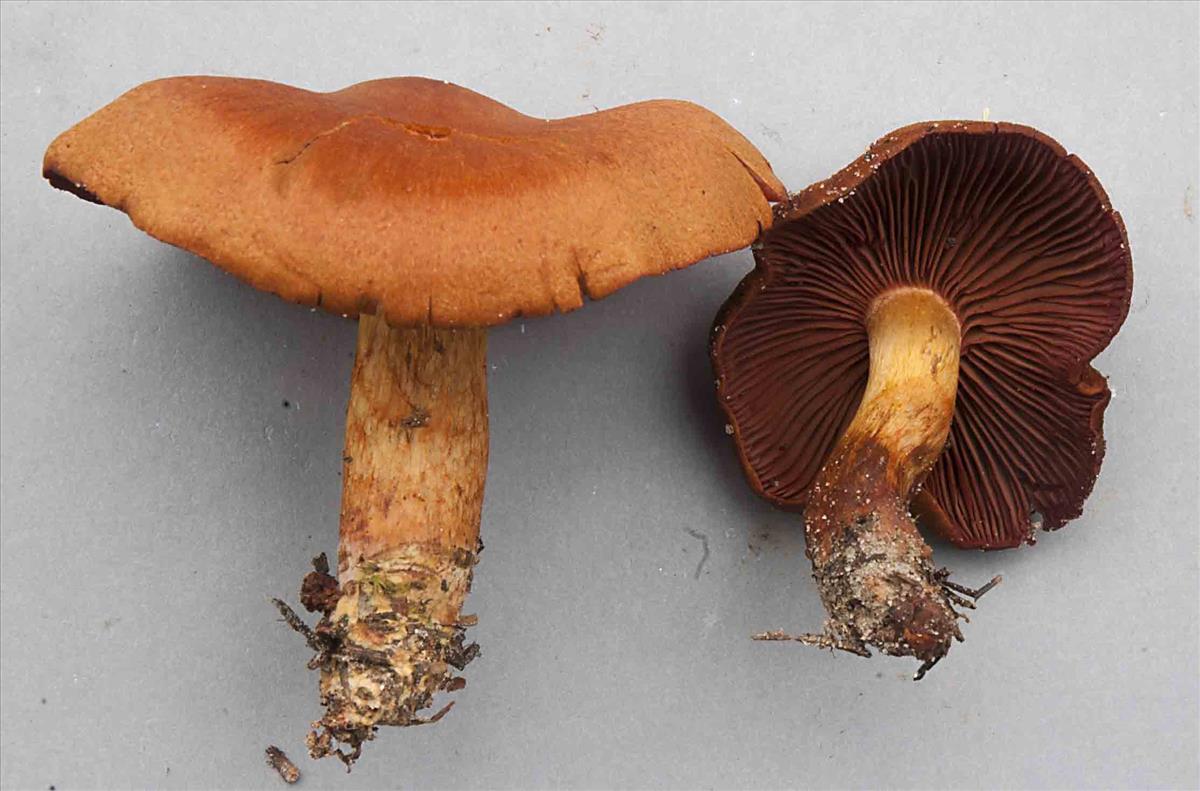 Cortinarius purpureus (door Nico Dam)
