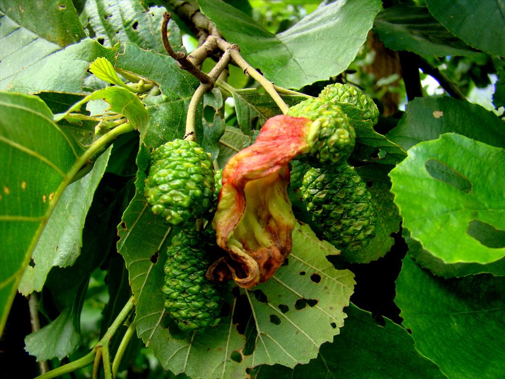 Alnus glutinosa (door Joop Verburg)