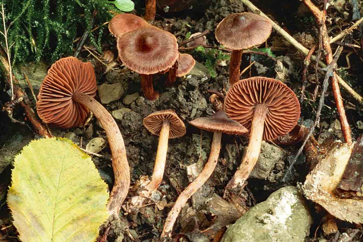 Cortinarius anthracinus (door André de Haan)