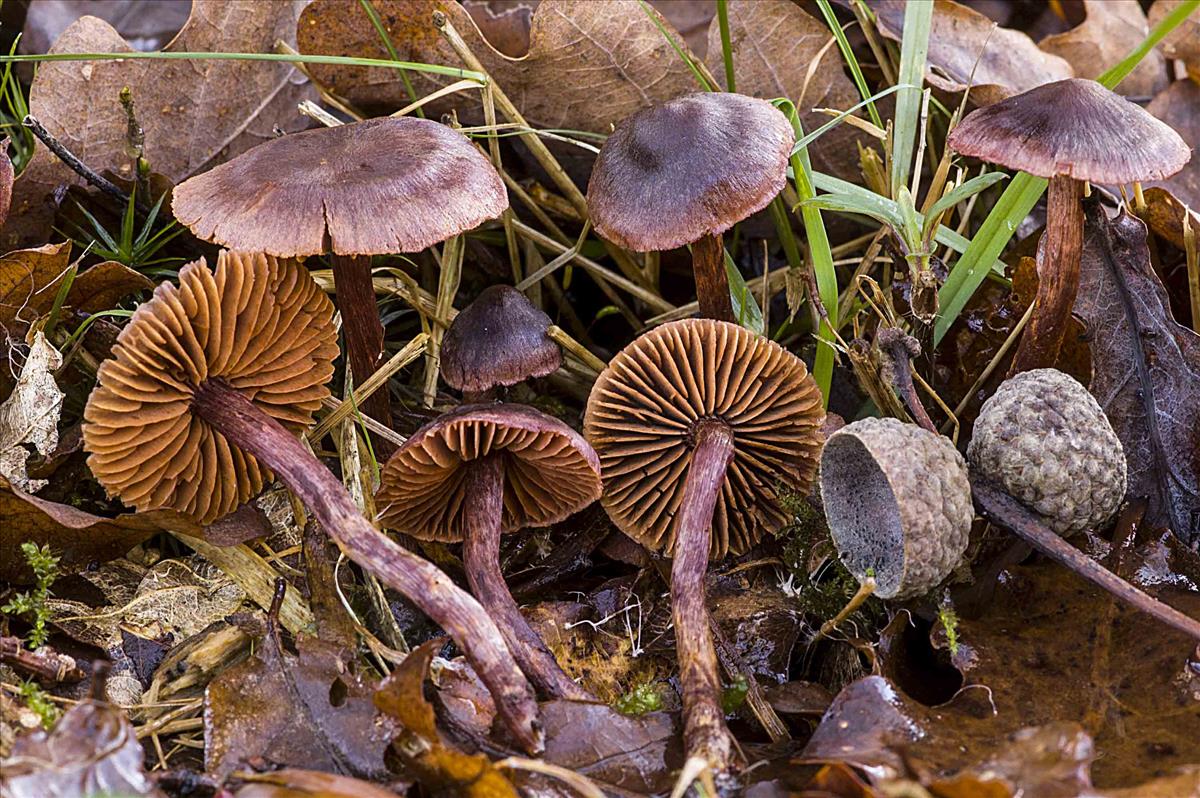Cortinarius anthracinus (door Nico Dam)
