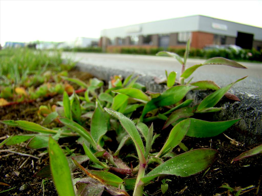 Digitaria sanguinalis (door Joop Verburg)