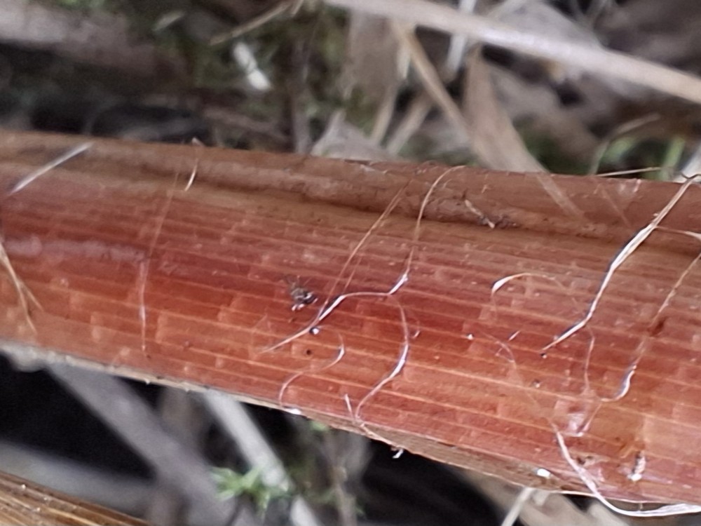 Carex x sooi (door Jaap Oosterom)