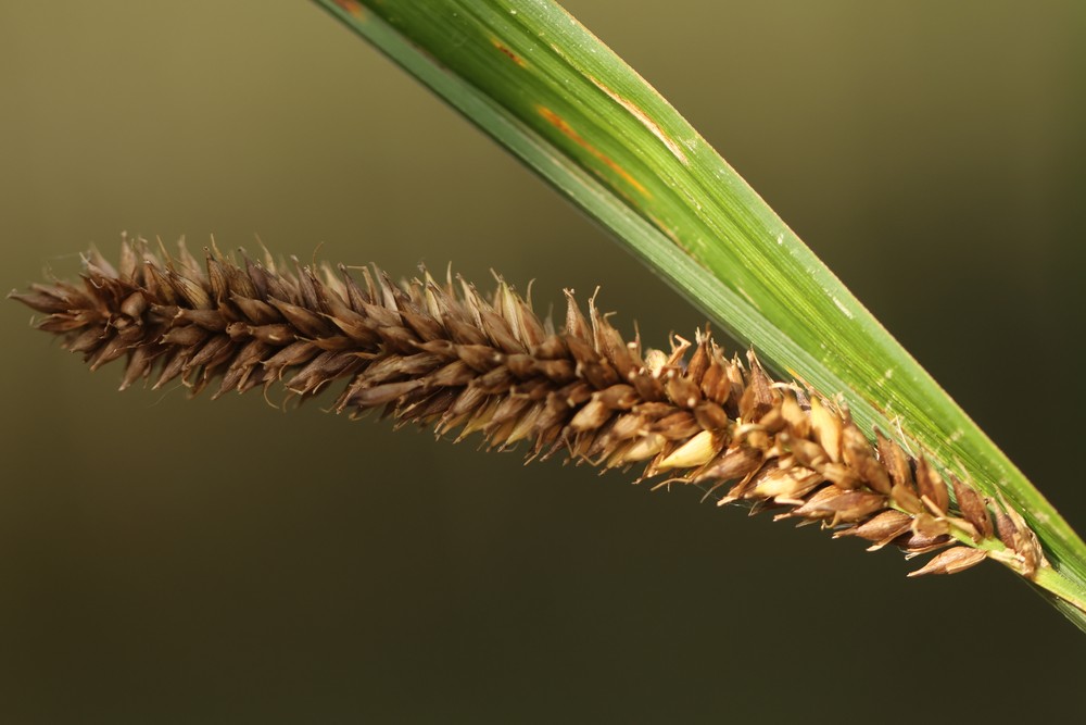 Carex x sooi (door Jaap Oosterom)