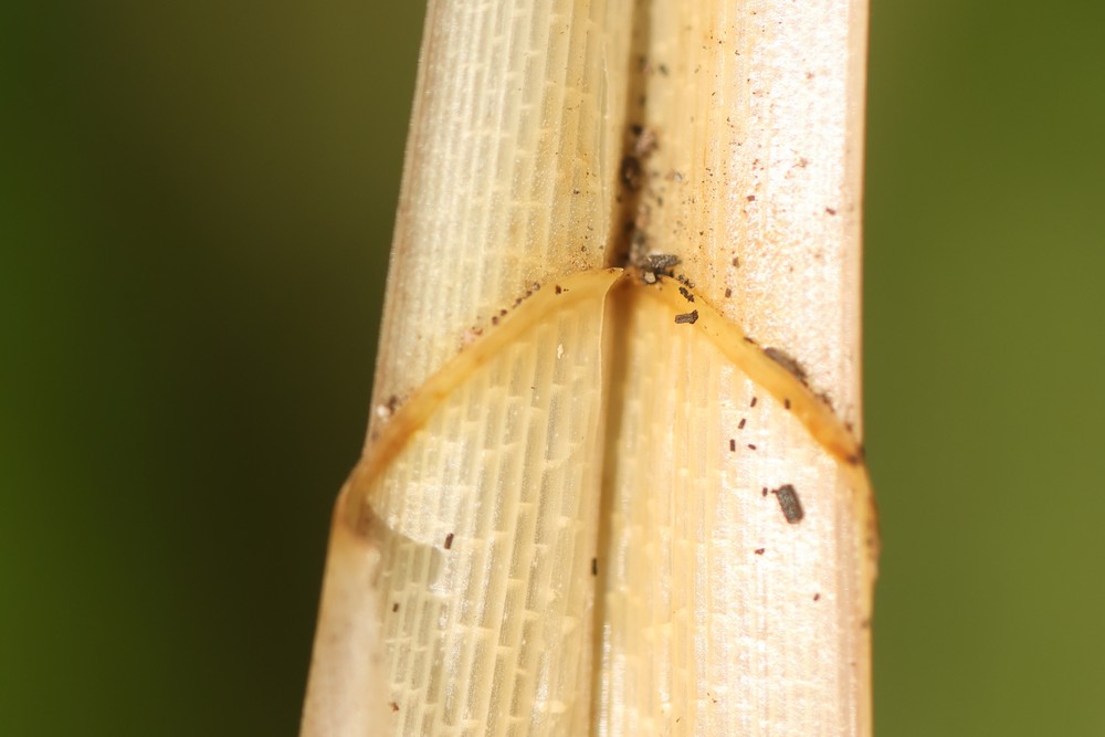 Carex x sooi (door Jaap Oosterom)