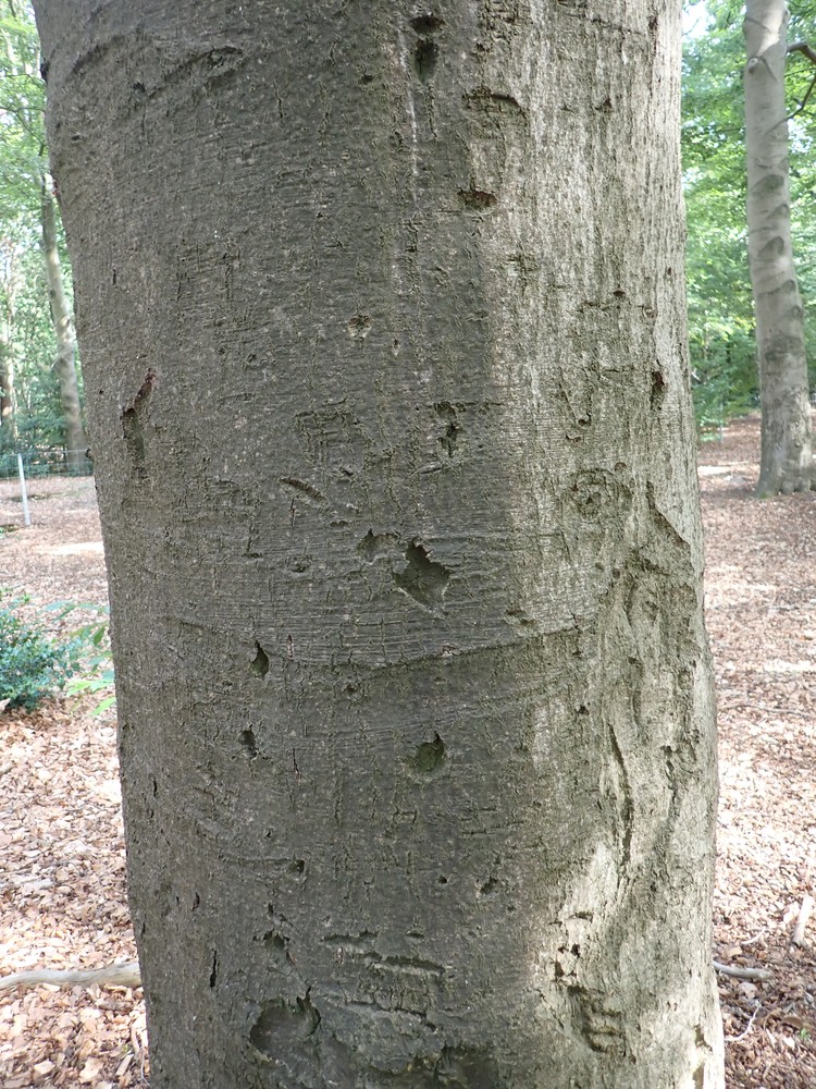 Dichoporis taylorii (door Lukas Verboom)