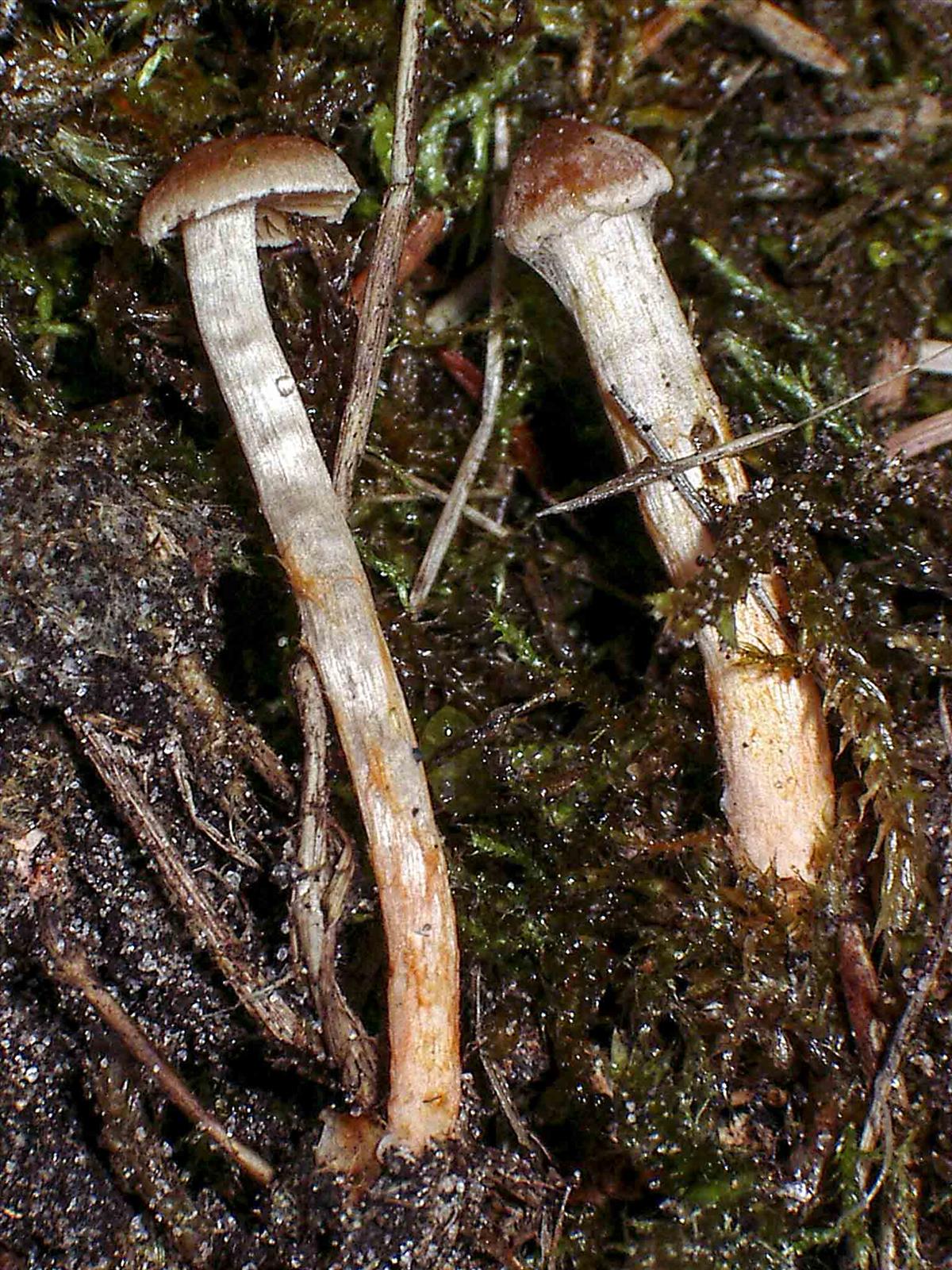 Cortinarius miniatopus (door Inge Somhorst)