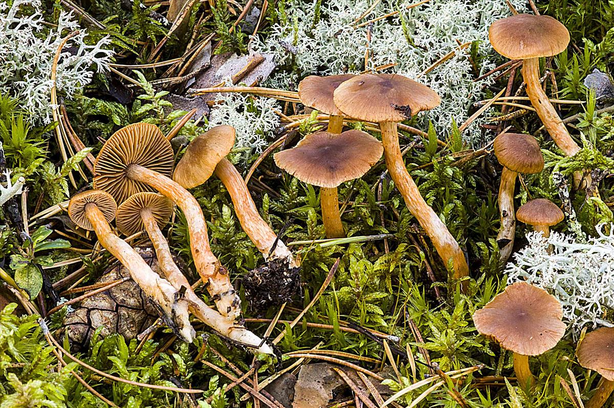 Cortinarius miniatopus (door Nico Dam)