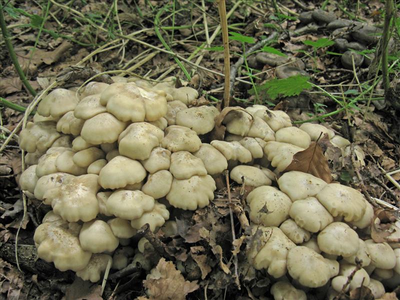 Lyophyllum decastes (door Hannie Wijers)